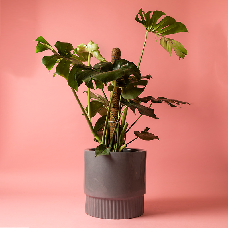 Fat size Immoral Nights circular ceramic planter in Grey color with Monstera plant in it.