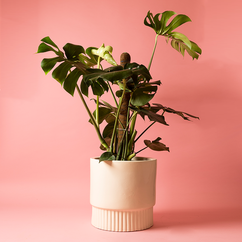 Fat size Immoral Nights circular ceramic planter in White color with Monstera plant in it.