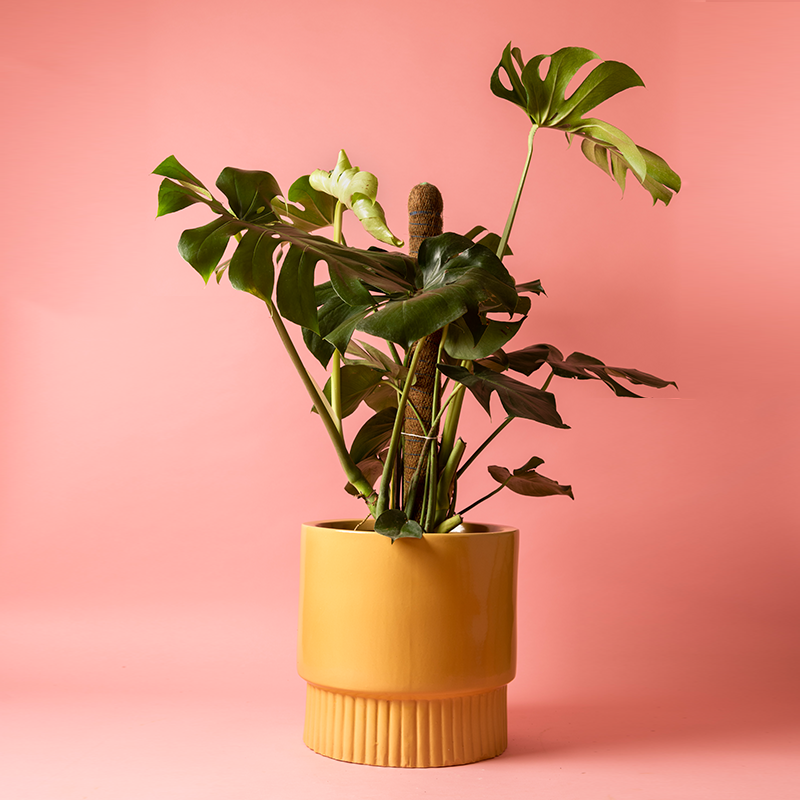 Fat size Immoral Nights circular ceramic planter in Sandle color with Monstera plant in it.