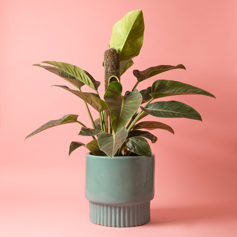 Large size Immoral Nights circular ceramic planter in Aqua Green color with Philodendron plant in it.