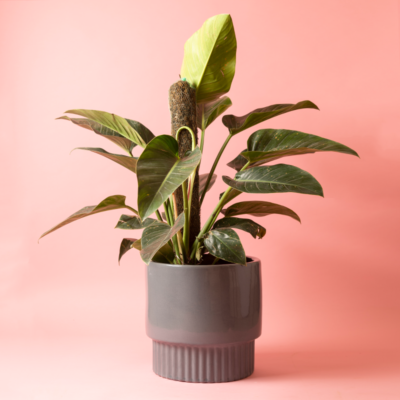 Large size Immoral Nights circular ceramic planter in Grey color with Philodendron plant in it.