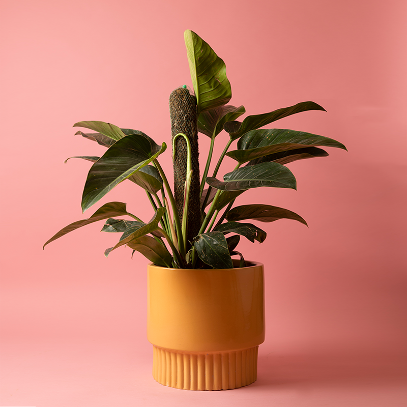 Large size Immoral Nights circular ceramic planter in Sandle color with Philodendron plant in it.