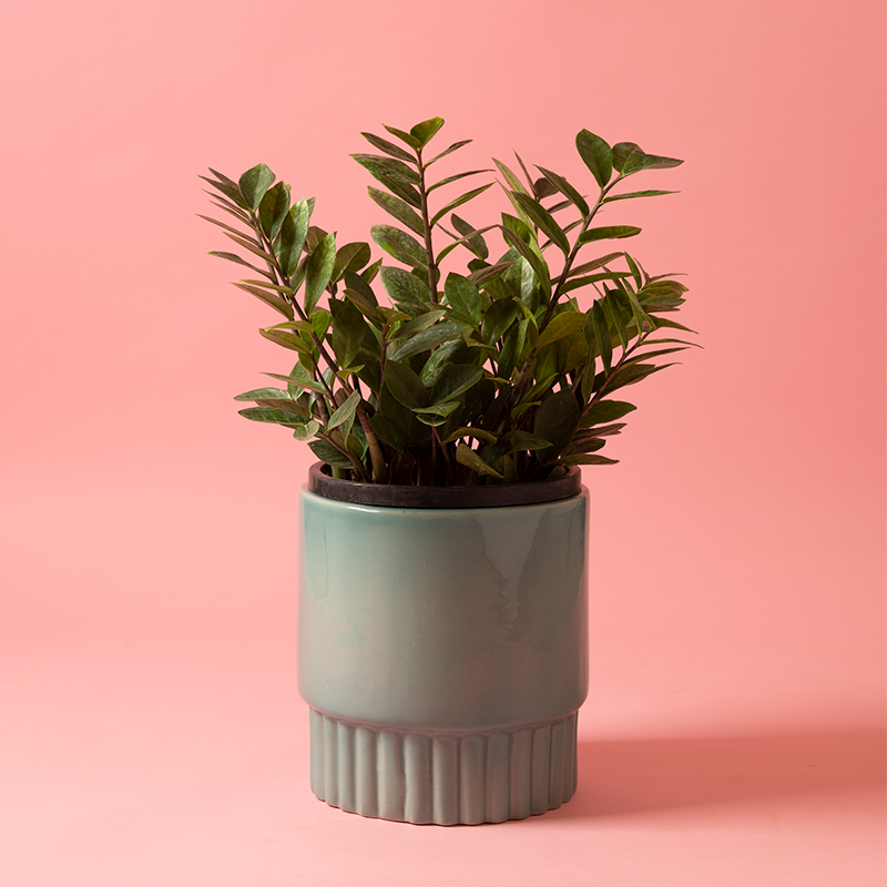Medium size Immoral Nights circular ceramic planter in Aqua Green color with ZZ plant in it.