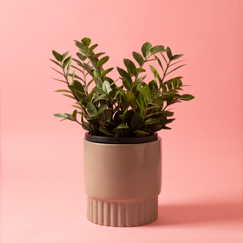Medium size Immoral Nights circular ceramic planter in Carton Brown color with ZZ plant in it.