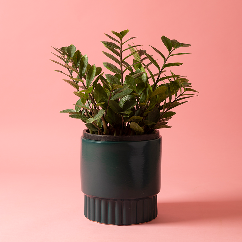 Medium size Immoral Nights circular ceramic planter in Dark Green color with ZZ plant in it.