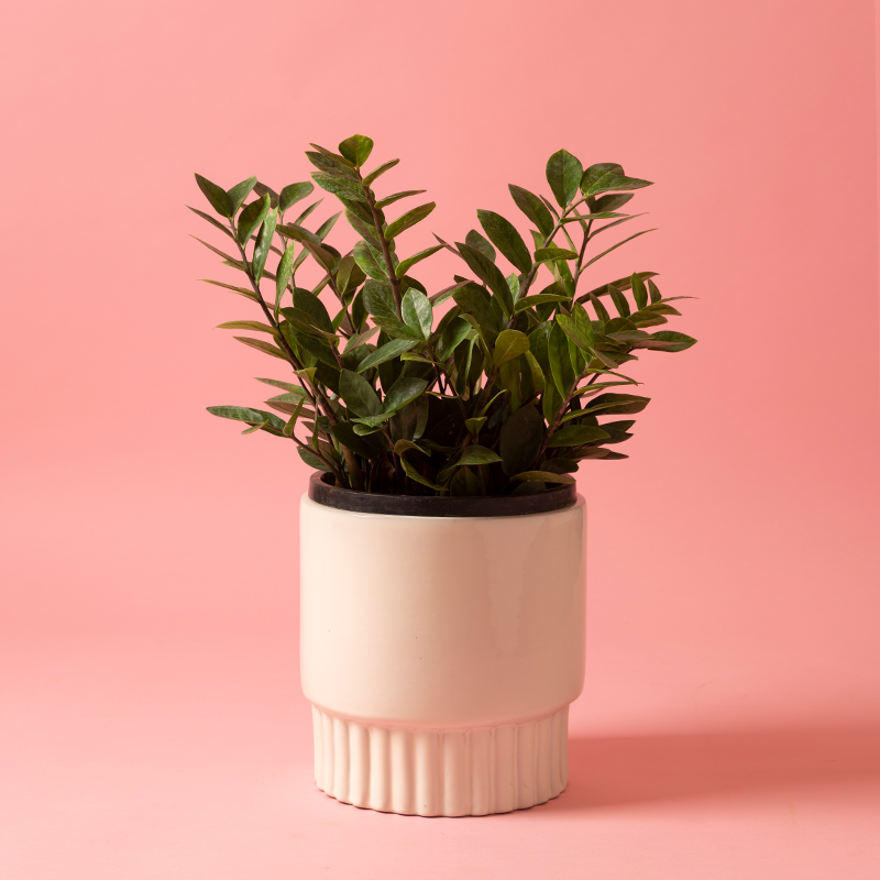 Medium size Immoral Nights circular ceramic planter in Ivory color with ZZ plant in it.