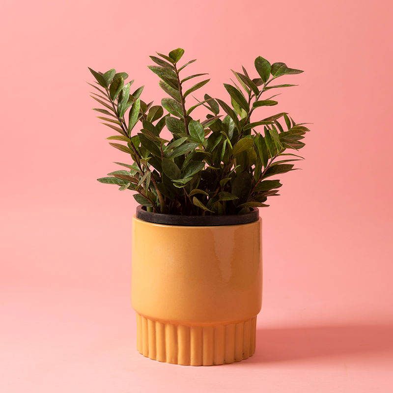 Medium size Immoral Nights circular ceramic planter in Sandle color with ZZ plant in it.