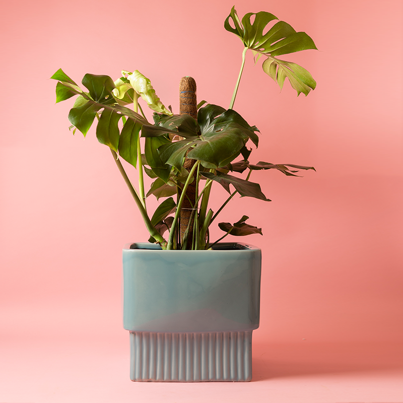 Fat size Immoral Nights Square ceramic planter in Aqua Green color with Monstera plant in it.
