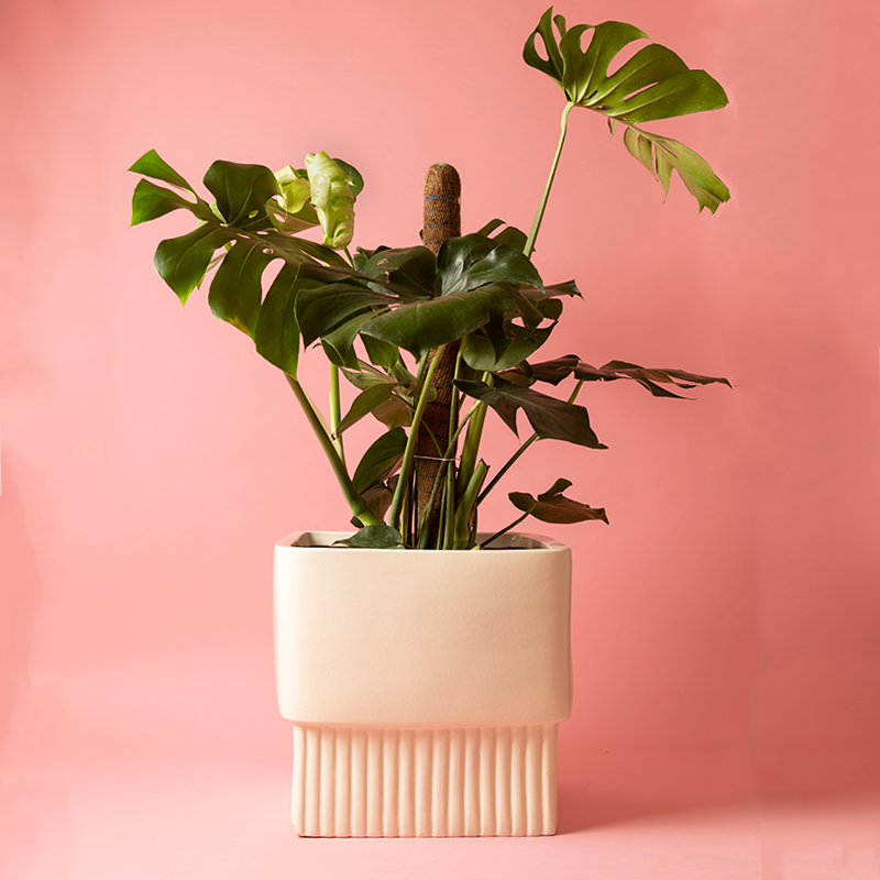 Fat size Immoral Nights Square ceramic planter in Ivory color with Monstera plant in it.
