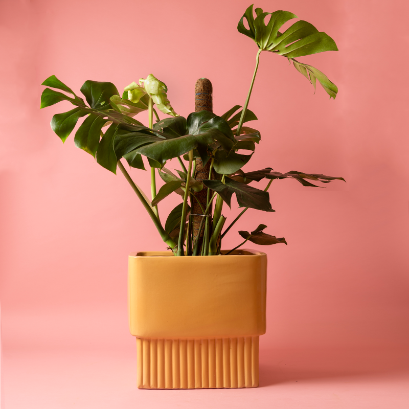 Fat size Immoral Nights Square ceramic planter in Sandle color with Monstera plant in it.
