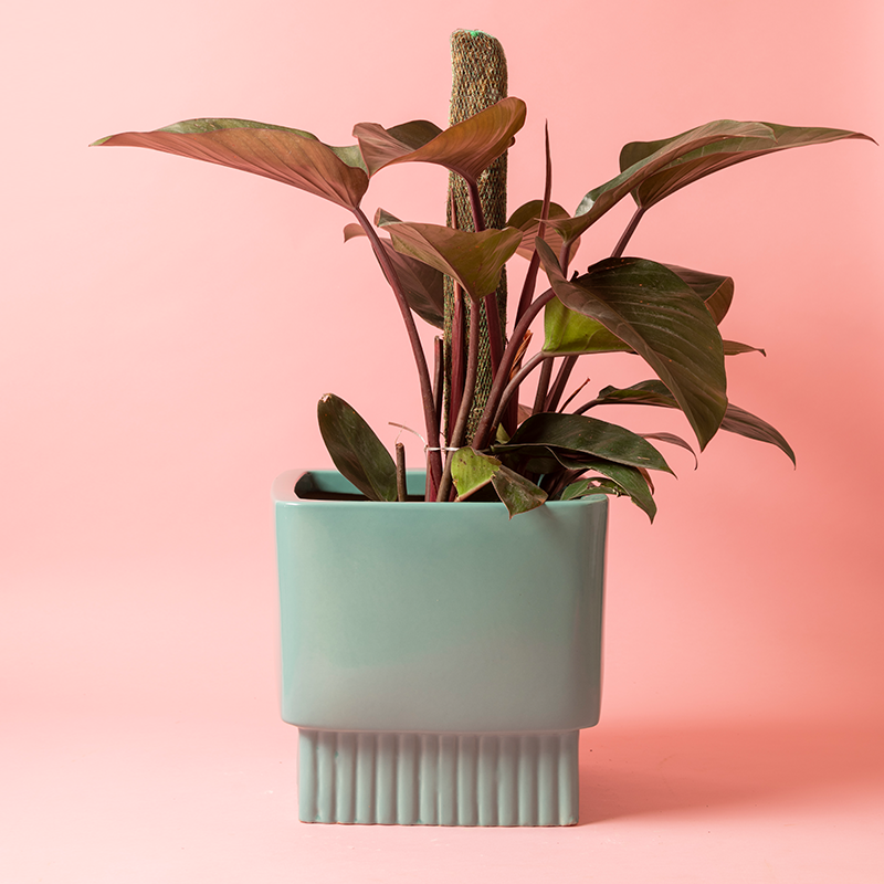 Large size Immoral Nights Square ceramic planter in Aqua Green color with Philodendron plant in it.