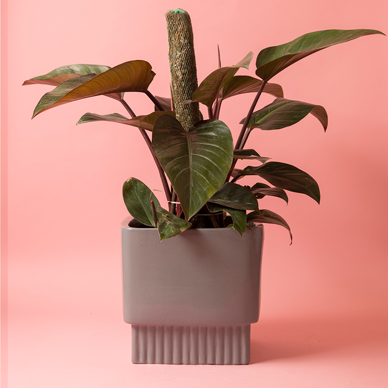 Large size Immoral Nights Square ceramic planter in Grey color with Philodendron plant in it.