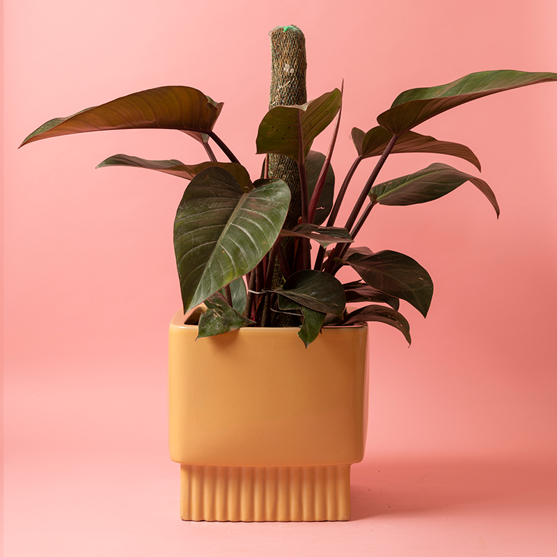 Large size Immoral Nights Square ceramic planter in Sandle color with Philodendron plant in it.