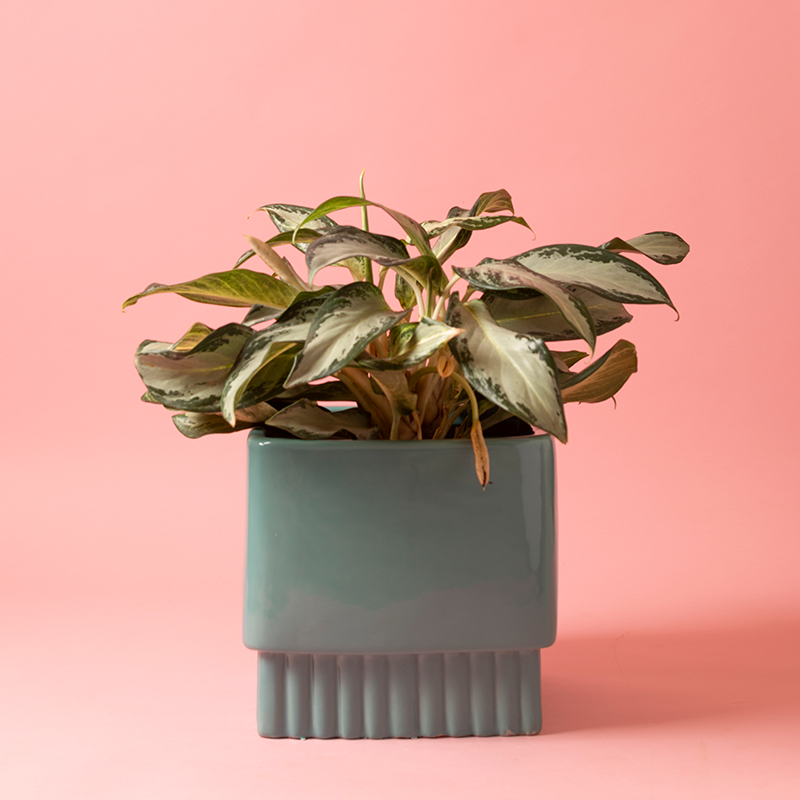 Medium size Immoral Nights Square ceramic planter in Aqua Green color with Snow white Aglaonema plant in it.