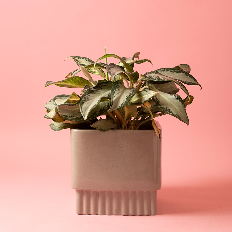 Medium size Immoral Nights Square ceramic planter in Carton Brown color with Snow white Aglaonema plant in it.