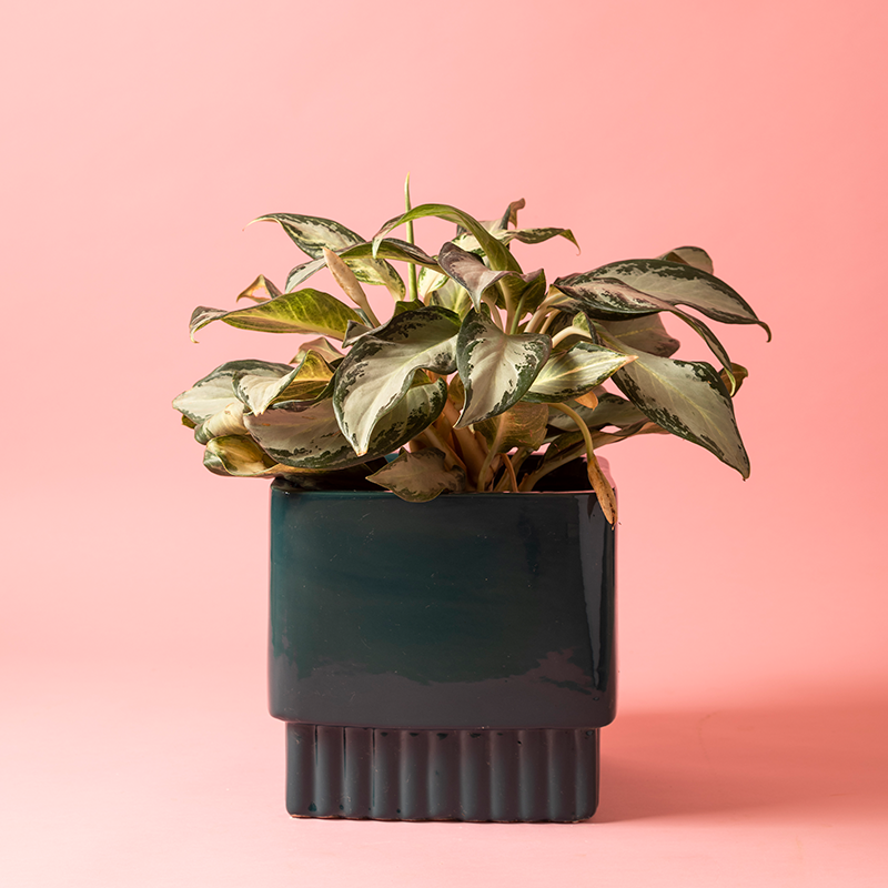 Medium size Immoral Nights Square ceramic planter in Dark Green color with Snow white Aglaonema plant in it.