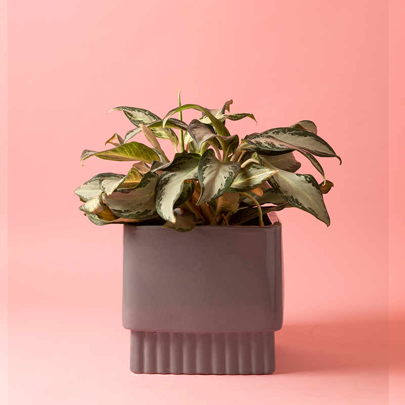 Medium size Immoral Nights Square ceramic planter in Grey color with Snow white Aglaonema plant in it.