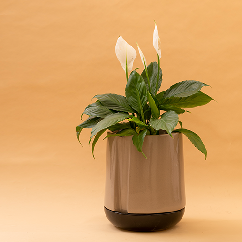 moonlight peace lily Effortless Elegance: Self-Watering Ceramic Planter & Tray Set