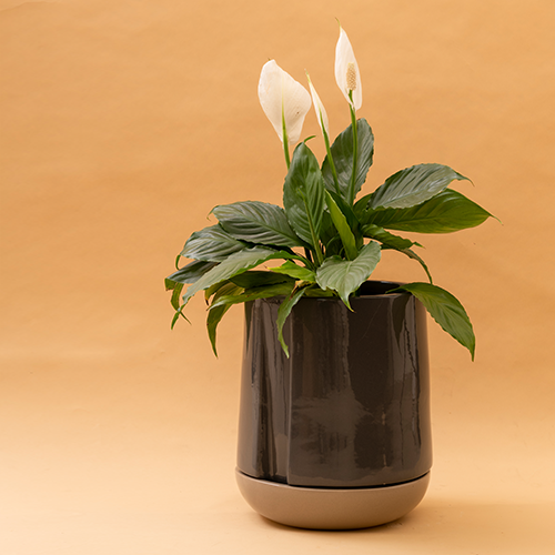 Large size Moonlight Drama ceramic planter in Dark grey color with Carton brown bottom plate and Peace Lilly plant in it.