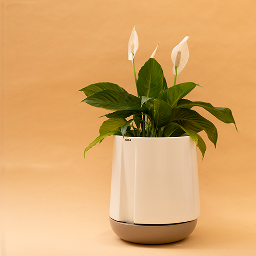 Large size Moonlight Drama ceramic planter in White color with Carton brown bottom plate and Peace Lilly plant in it.