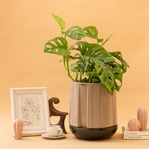 Medium size Moonlight Drama ceramic planter in Carton brown color with Dark Grey plate and Swiss cheese plant in it