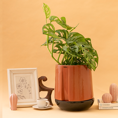Medium size Moonlight Drama ceramic planter in Coral pink color with Dark Grey plate and Swiss cheese plant in it