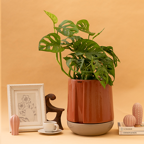 Medium size Moonlight Drama ceramic planter in Coral pink color with Carton brown plate and Swiss cheese plant in it