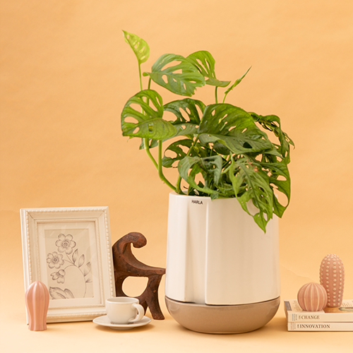 Medium size Moonlight Drama ceramic planter in white color with carton brown bottom plate and Swiss cheese plant in it
