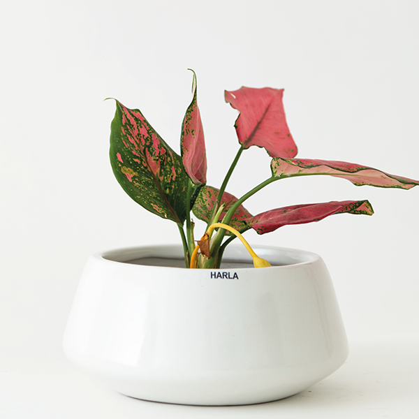 A Bonsai Ceramic Pot in white Colour with a plant in it