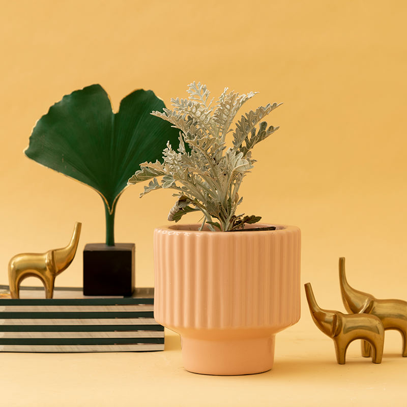 Vibrant Tabletop Planter for Shelves & Racks | Harla Arts