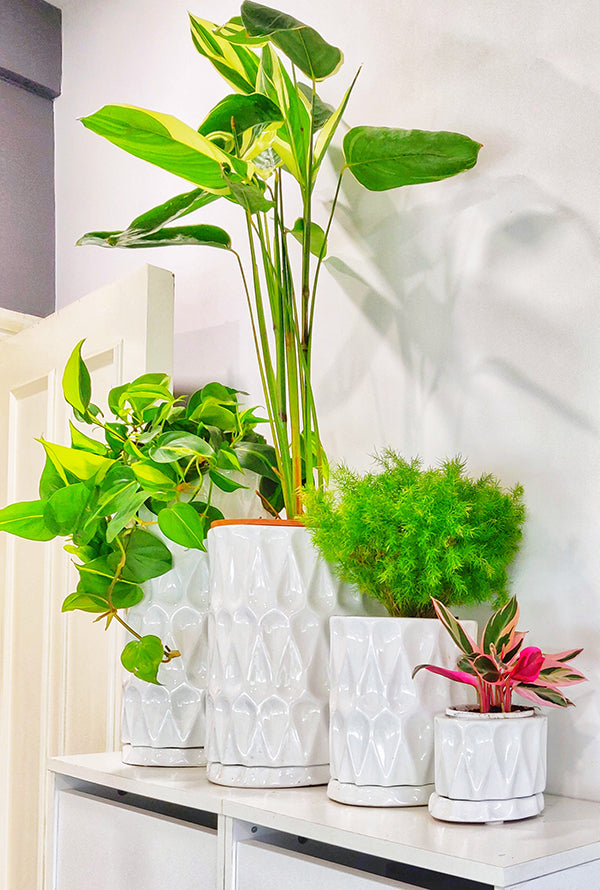 Extra small size Paisley Ceramic planter with Calathea plant, Medium size Paisley Ceramic planter with Asparagus Fern plant, large size Paisley ceramic planter with Bamburanta Plant, Tall size Paisley Ceramic Planter with Variegated money plant.  