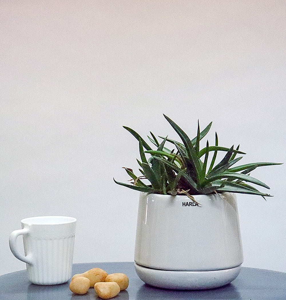 Extra Small size Monsoon Medley Ceramic planter with plant in it.