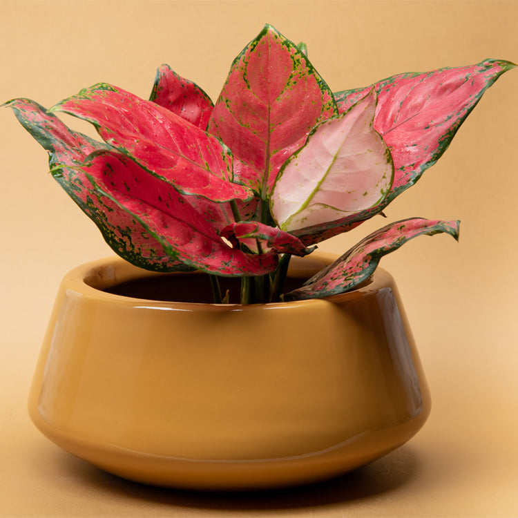 A Ceramic Planter in Sandle or mustard Colour with a plant in it