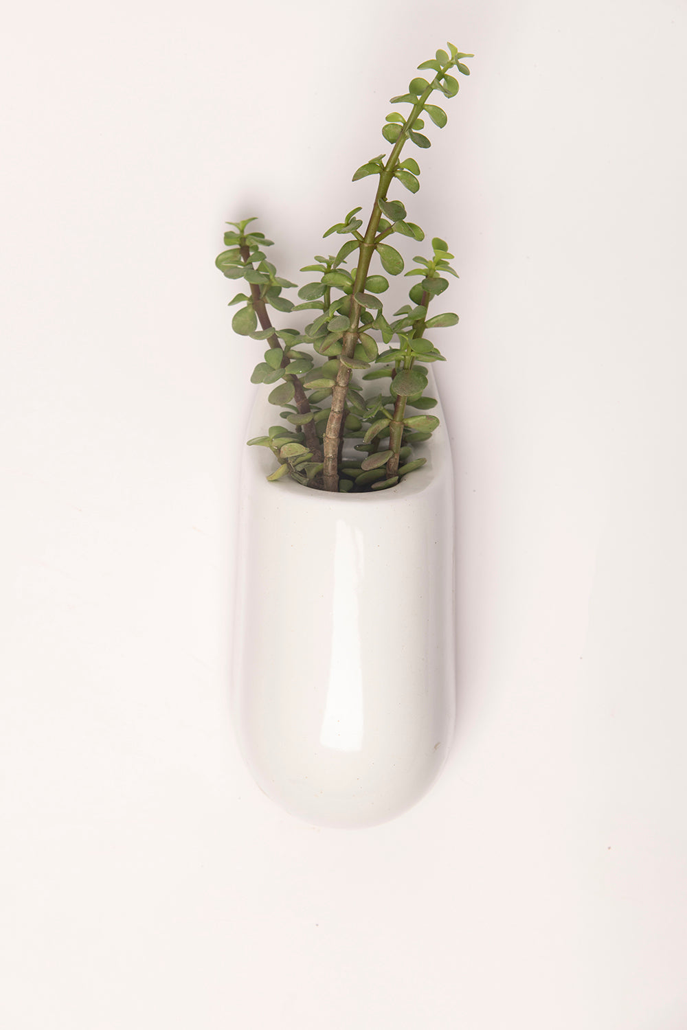 Pocket size Hanging Solitaires Wall mountain planter in white color with Portulacaria Afra plant