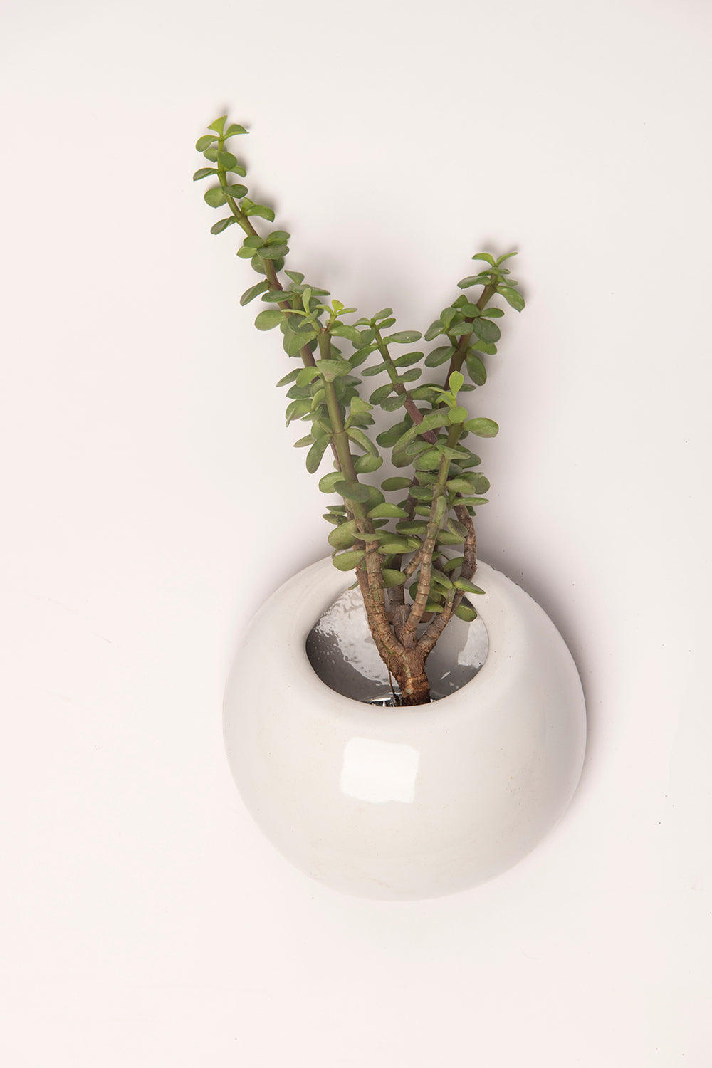 Extra Small size circular Hanging Solitaires Wall mountain planter in white color with  Portulacaria Afra plant