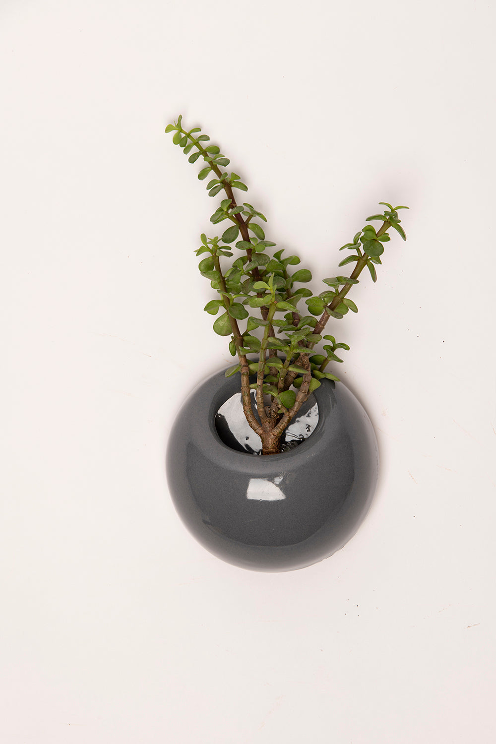 Extra Small size circular Hanging Solitaires Wall mountain planter in Grey color with Portulacaria Afra plant