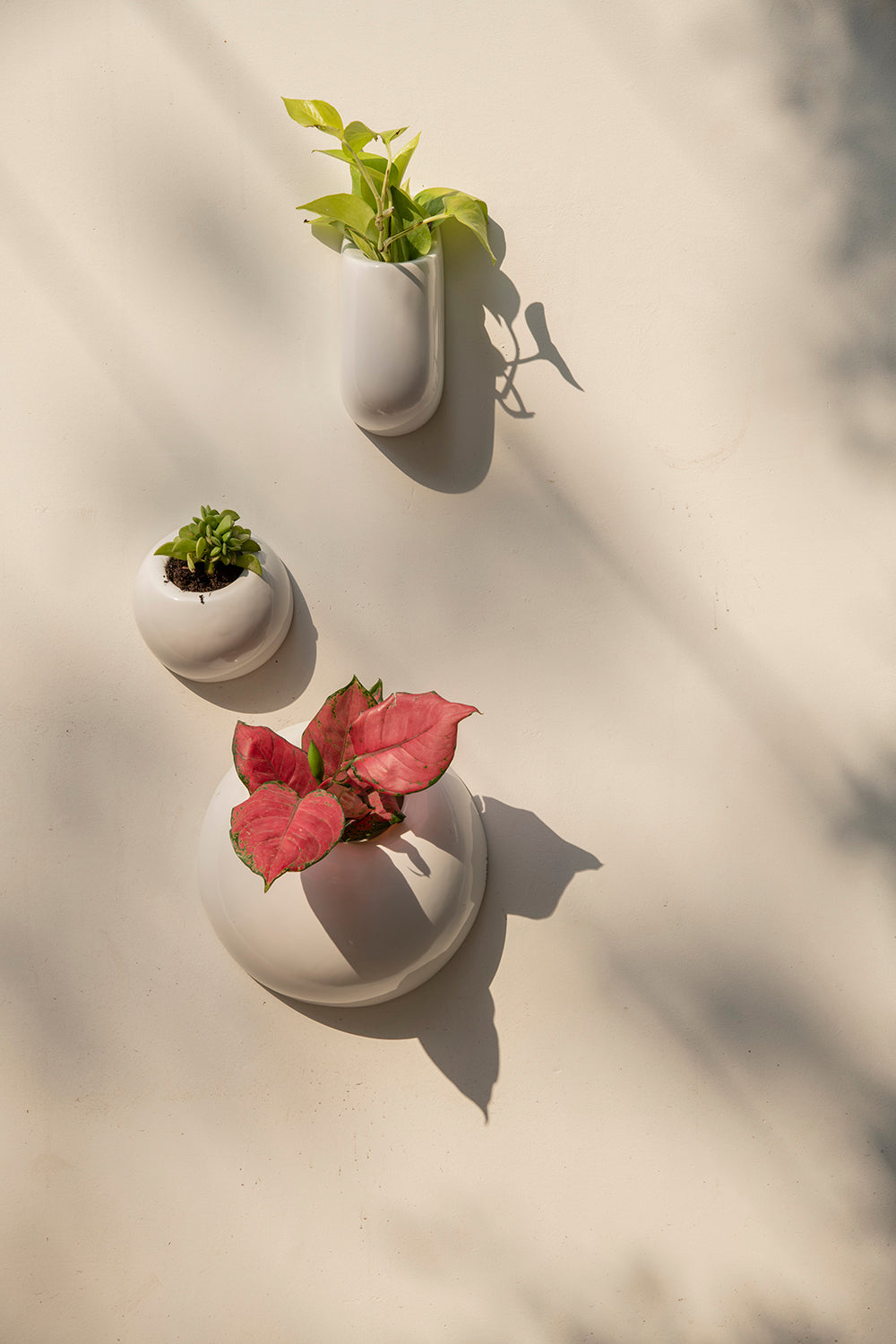 Family of Hanging Solitaires ceramic wall mountain planters in white color in three various sizes with plants Nailed to the wall.