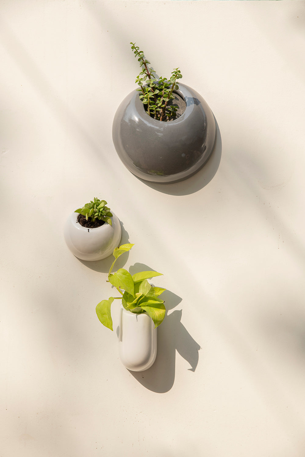 Small size circular Hanging Solitaires in grey color with plant, Extra Small size Circular Hanging Circular Ceramic Wall mount planter in white color with plant and pocket size Hanging Solitaires Ceramic planter with money plant creeper are nailed to the wall.