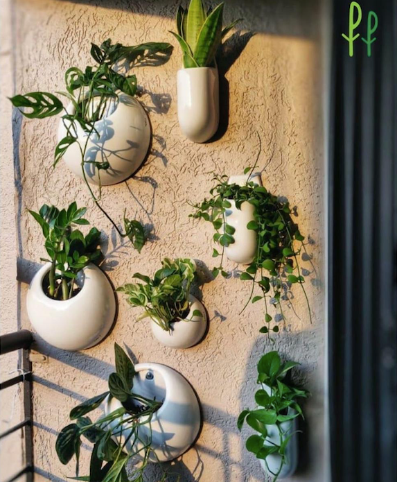 Family of Hanging Solitaires in white color with plants are nailed to the wall in the balcony.