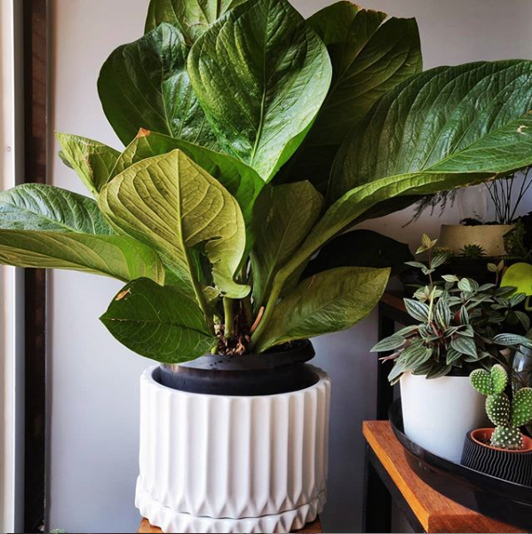  White color Fleeting Bliss Ceramic planter with bottom plate and Anthurium Jenmanii plant in it.