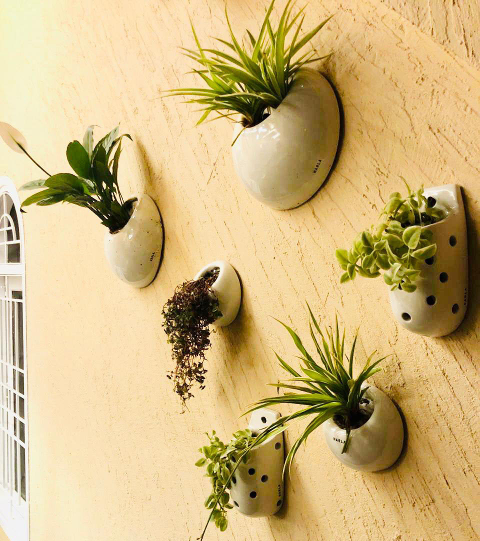 Family of Hanging Solitaires in white color with plants nailed to the wall.